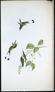 Rotstiefel-Rackenschwanz von John (after) Gould