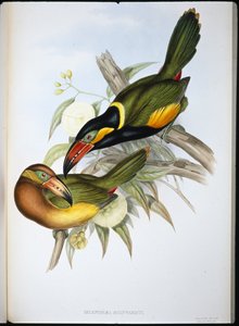 Reinwardts Tukan (Selenidera Reinwardti)