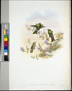 Roraima Coquette (Lophornis Pavoninus) von John (after) Gould