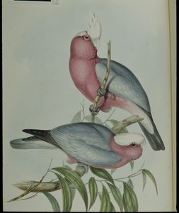 Rosenbrust-Kakadu (Cacatua Eos)