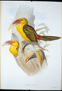 Safranfarbener Bergtukan von John (after) Gould