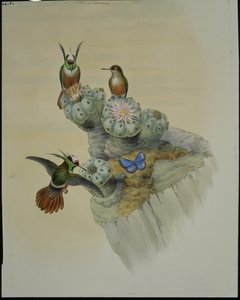 Salvins Coquette (Lophornis Adorabilis) von John (after) Gould