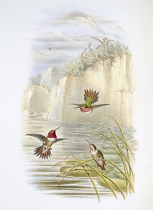 Salvins Flammen-Träger von John (after) Gould