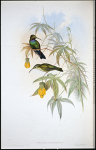 Schreibers Kolibri von John (after) Gould