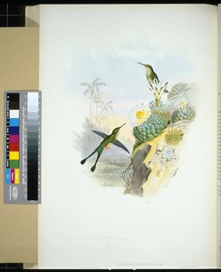 Schwanzschwalbe (handkolorierte Lithografie) von John (after) Gould