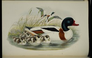 Brandgans (Tadorna Vulpanser) von John (after) Gould