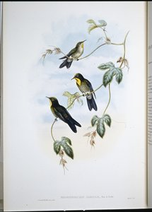 Simons Dornschwanz (Ramphomicron Dorsale)