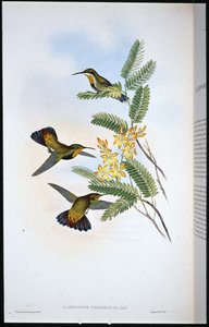 Dunkler Säbel-Flügel (Campylopterus Obscurus)