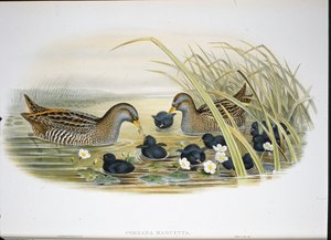 Tüpfelsumpfhuhn (Porzana Maruetta) von John (after) Gould