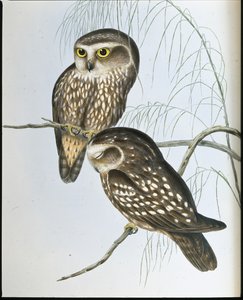 Fleckeneule von John (after) Gould