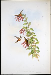 Streifenkehl-Einsiedler (Phaethornis Striigularis) von John (after) Gould