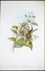 Schwanztragender Einsiedler (Phaethornis Syrmatophorus) von John (after) Gould