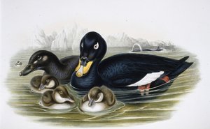 Samtente (Oidemla Fusca) von John (after) Gould