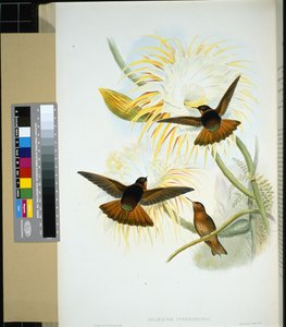 Venezolanische Stenura (panychlora stenura) und (panychlora Russata) von John (after) Gould