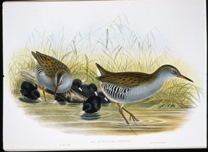 Wasserralle (Rallus Aquaticus)