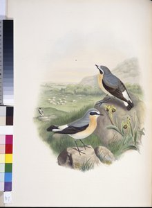 Steinschmätzer (Oenanthe oenanthe)