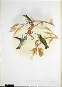 Weißbauch-Kasik-Kolibri (Coeligena Hemileuca)