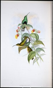 Weißschwanz-Samtbrust (Lafresnaya Gayi) von John (after) Gould