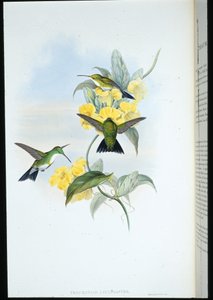 Weißkehl-Smaragd (Thaumatias Leucogaster)