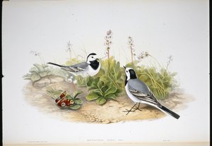 Bachstelze von John (after) Gould