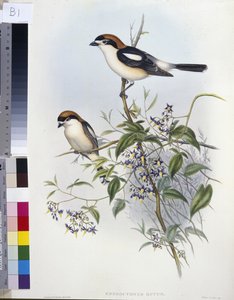Rotkopfwürger (handkolorierte Lithografie)