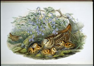 Waldschnepfe (handkolorierte Lithografie)