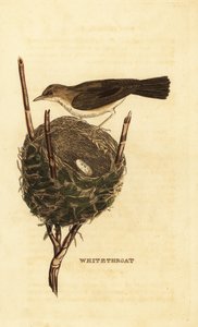 Klappergrasmücke, Sylvia curruca, mit Nest und Eiern
