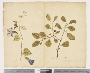 F.24 Ipomoea congesta; Elaeodendron curtipendulum, ca. 1790-95
