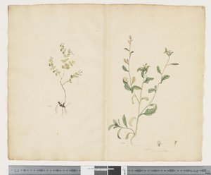 F.25 Euphorbia sparrmannii; Lobelia alata, ca. 1790-95 von John (attr. to) Doody