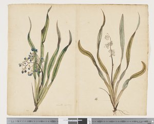 F.29 Dianella intermedia, ca. 1790-95