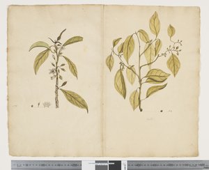 Myoporum obscurum; Celtis paniculate