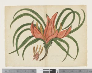 F.36 Freycinetia baueriana, ca. 1790-95 von John (attr. to) Doody