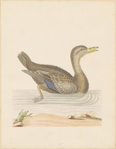 Rohanente