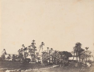 Studie von Palmen, Ufer des Nils, Kalabschi