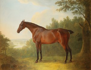 Marquis, ein brauner Jäger in einer Landschaft, 1811 von John Boultbee