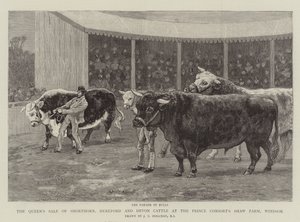 Der Verkauf von Shorthorn-, Hereford- und Devon-Rindern der Königin auf der Shaw Farm des Prinzgemahls, Windsor