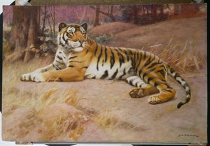Der Tiger