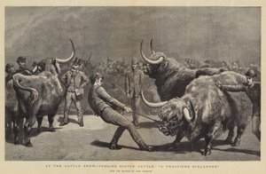 Auf der Viehschau, Bewertung von schottischem Vieh, ein widerspenstiger Highlander