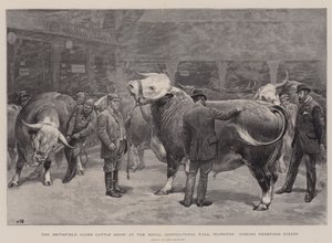 Die Viehschau des Smithfield Clubs in der Royal Agricultural Hall, Islington, Bewertung von Hereford-Ochsen