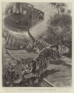 Tiger auf der Linie, ein Vorfall auf einer Reise mit der East Indian Railway