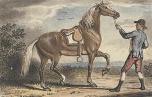 Stalljunge hält ein Pferd in einer Landschaft