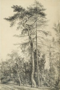 Tannen, ca. 1833 von John Constable