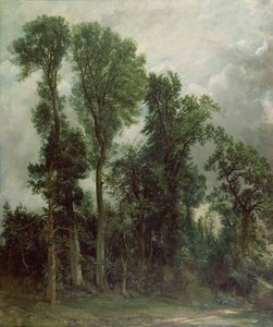 Bäume in Hampstead