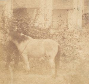 [Mann und Pferd, Regierungshaus, Allahabad] von John Constantine Stanley