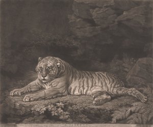 Eine Tigerin