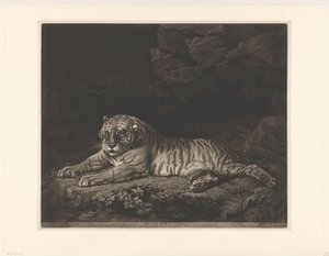 Tigerin