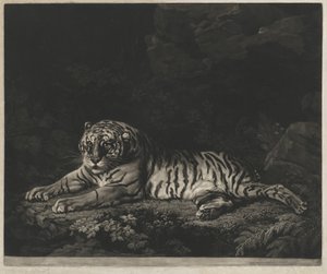 Eine Tigerin