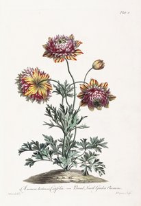Breitblättrige Gartenanemone