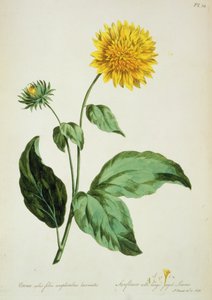 Sonnenblume: mit großen gezackten Blättern (Corona) aus 