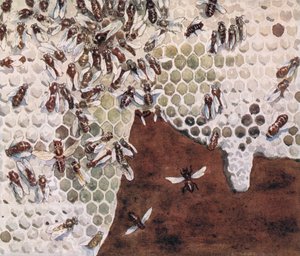 Bienen machen Honig, Illustration aus 